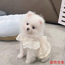 寵物衣服  春秋冬款狗狗棉馬甲過年喜慶東北風大花泰迪博美比熊雪納瑞大狗衣 歷史價格詳細信息