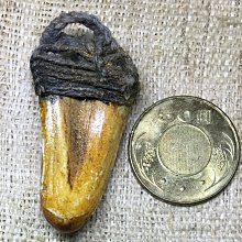 H131中古孤品YSL/聖羅蘭女裝復古千鳥紋西裝外套棕色羊毛呢面料古著vintage女西服 歷史價格詳細信息