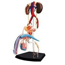 《4D MASTER》人體解剖教學模型系列 - 全透視人體(全身) 626204 歷史價格詳細信息