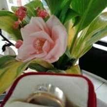 超商取貨免運費/現貨價1盒650/2盒1200 台灣製造 養生南非葉茶 草本植物 養生茶飲 歷史價格詳細信息