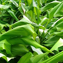 檢驗合格~無農藥殘留~純紅薑黃粉膠囊~~特價130粒**330元~3件免運費!! 天然薑之坊~ 歷史價格詳細信息