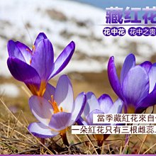 宋家奇楠沉香nanjanpill.2南薑滴丸.超級萃取技術生產再製成滴丸.本品不宣稱醫療療效 歷史價格詳細信息