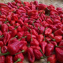 ((麻辣館))當季新款上市0263款/扣環式啦啦隊彩球 運動會/各種表演活動適用 歷史價格詳細信息