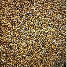 廚房百味:建國獅子香油 3公升 業務用 香油 芝麻香油 芝麻 歷史價格詳細信息