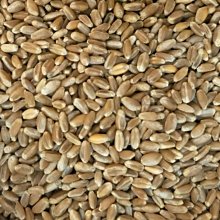 廚房百味:廟口 雞絲麵 220公克 有調味包 古早味 肉燥風味 當歸風味 雞絲麵 歷史價格詳細信息