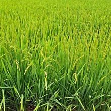 【稻米堊白觀測儀精米堊白度觀察儀JSE-II大米糧食檢測農業糧庫△ 歷史價格詳細信息