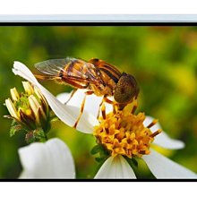 【愛瑪吉】台灣製 投影機 銀幕 手拉 壁掛式 蓆白 布幕 70x70 87吋 無接縫 四面黑邊 歷史價格詳細信息