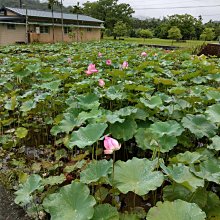 文物商店大畫-劉旦宅-東坡品茗圖 歷史價格詳細信息