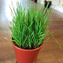 【晨芯樂高】樂高小包 LEGO 30573 聖誕老人 Santa 歷史價格詳細信息