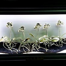 工藝品內裝epe珍珠棉橫豎分切機可分條可切塊分條機 歷史價格詳細信息