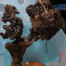 台灣黃檜黑皮料瘤雕 陳萬清大師作品，福袋元寶財神 彌勒佛有落款 閃花非常稀有!珍藏品!台灣黃檜扁柏HINOKI閃花鳳尾瘤 歷史價格詳細信息