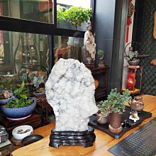 （台南寶麗古典傢俱藝品館）台灣千年檜木鳳尾極品Q絲瘤～大自然的天然渾然佳作～長73寬46高98公分～重約36公斤 歷史價格詳細信息