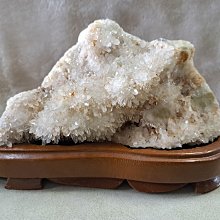 8224-紅尾黑鳳頭鸚鵡35公分長 歷史價格詳細信息