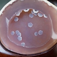 [S.D.小晶洞專賣店] 天然瑪瑙紫水晶聚寶盆@實重:1.07kg@薄胎洞深馬桶型@ 歷史價格詳細信息