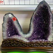 巴西木水培幸運木帶芽發貨小盆栽室內辦公室桌面水養懶人植物擺件 歷史價格詳細信息