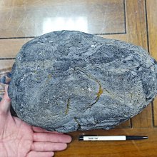 §能量礦石§ 印尼隕石 Agni Manitite 火山玻璃 68.66g 神聖之火的珍珠 烈火石 歷史價格詳細信息