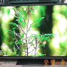 【登豐e倉庫】 清朝王府 AOC 艾德蒙 e936Vw 19吋 HDMI DVI VGA 液晶螢幕 歷史價格詳細信息