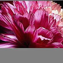 【天笙音響 22M1 】美國原裝 BOSE 無線藍光 5.1聲道 劇院 Lifestyle LS 650全套加吊架目前缺貨 歷史價格詳細信息