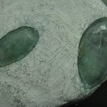 【競礦網】天然漂亮新疆羊脂白玉原石72克(E84)(親民價、便宜賣、限量一件)原價580元 歷史價格詳細信息