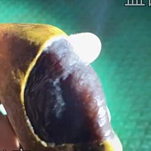 翡翠原石開窗的滿色小色料，果綠色、微棉，有種水，重量10克，石頭小、也有小裂紋，介意勿拍。 舊藏 古玩 翡翠 二手【快樂真棒】-5703 歷史價格詳細信息