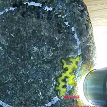 莫西沙翡翠原石66克小皮革老料，全身打燈都有比較好的熒光表現，而且是老皮革，，喜 舊藏 古玩 翡翠 二手【快樂真棒】-5552 歷史價格詳細信息