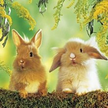 日本正版拼圖 One piece 海賊王 航海王 巴吉魯&middot;霍金斯 150片絕版拼圖，150-459 歷史價格詳細信息