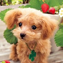 日本正版拼圖 DOG 狗 柴犬 108片拼圖 108-840 歷史價格詳細信息