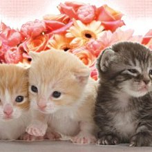 正版52toys蠟筆小新盲盒春日部之家手辦潮玩禮品擺件玩具公仔玩偶 歷史價格詳細信息