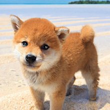 日本正版拼圖 嚕嚕米 姆明 moomin 108片絕版透明塑膠拼圖，61-45 歷史價格詳細信息