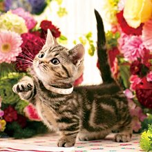 "龍" 拼圖專賣店 日本進口拼圖 Ensky 208片鬼滅之刃拼圖 208-049~057 歷史價格詳細信息