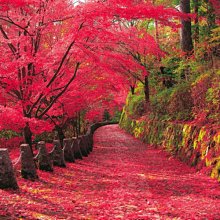 山河日月版進口天然橡膠PU土豪墊乾濕防滑加厚加寬18號多色系選擇 歷史價格詳細信息