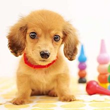 日本進口動物按壓式造型濕紙巾蓋-大包用-4入組 歷史價格詳細信息