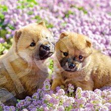 073典藏藝術家何唐宇天(何大忠)-水墨抽象真跡-人生風雲(D-59) 歷史價格詳細信息