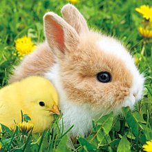 日本進口動物按壓式造型濕紙巾蓋-大包用-4入組 歷史價格詳細信息