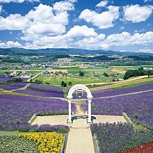 21-509 絕版迷你3000片日本正版拼圖 風景 北海道 開花的富良野之丘 價格比較,價格查詢,歷史價格詳細信息