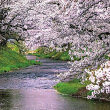 拼圖專賣店 520J-004(520片拼圖 火隱忍者系列拼圖) 歷史價格詳細信息