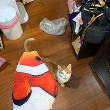 （萊爾富運費優惠） excel 四格眼影 裸色深邃 光綻時裳 全系列 新手盤 新色 歷史價格詳細信息