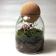 生態瓶&微景觀玻璃盆景－打造你的TERRARIUM 歷史價格詳細信息