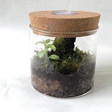 生態瓶&微景觀玻璃盆景－打造你的TERRARIUM 歷史價格詳細信息