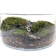 苔蘚玻璃盆景－新手入門【金石堂】 歷史價格詳細信息
