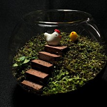 生態瓶&微景觀玻璃盆景－打造你的TERRARIUM 歷史價格詳細信息