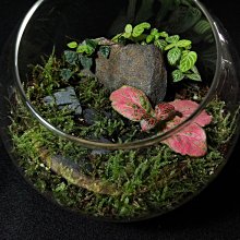 生態瓶&微景觀玻璃盆景－打造你的TERRARIUM 歷史價格詳細信息
