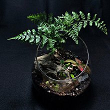 生態瓶&微景觀玻璃盆景－打造你的TERRARIUM 歷史價格詳細信息